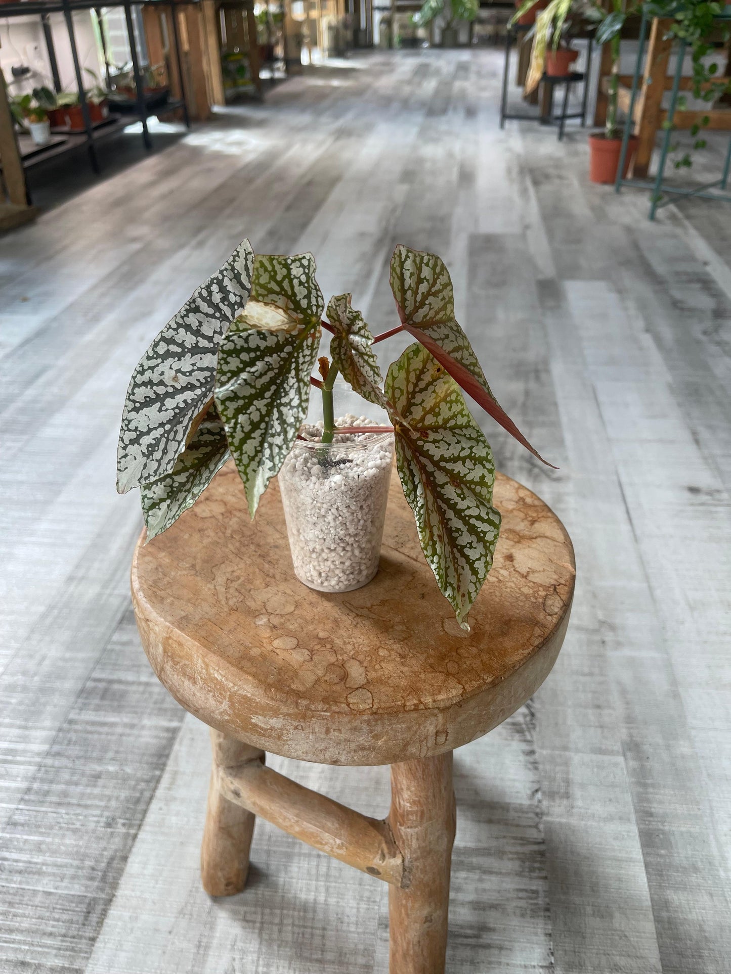 Begonia Snow Cap (RC)