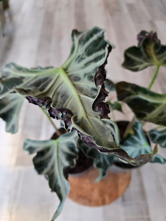 Alocasia 'Loco'