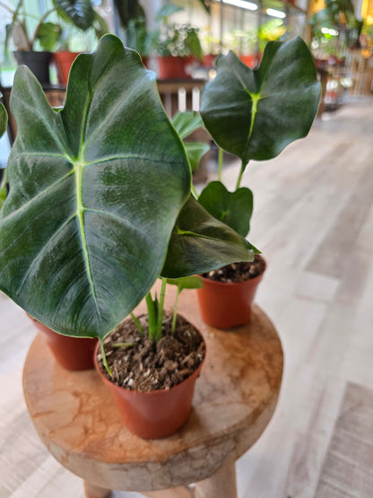 Alocasia micholitziana Round Form