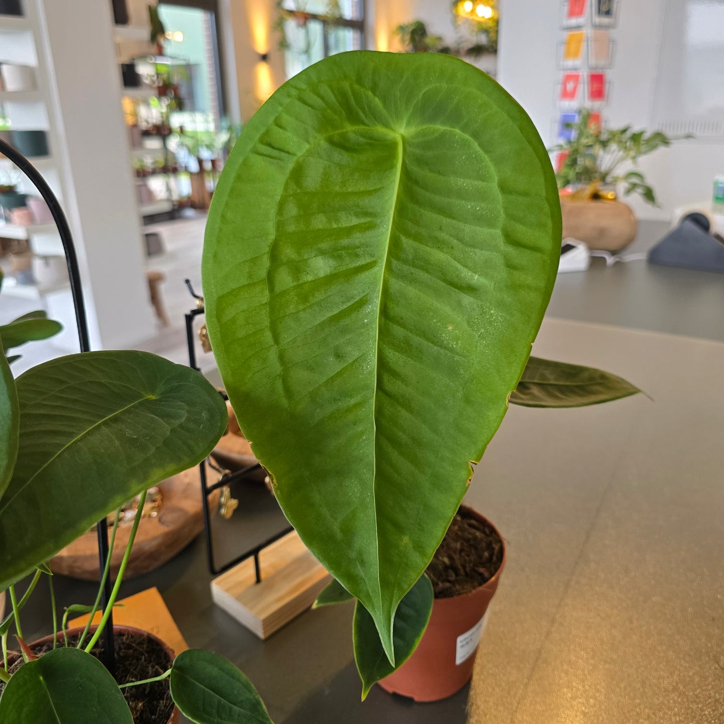 Anthurium Peltigerum