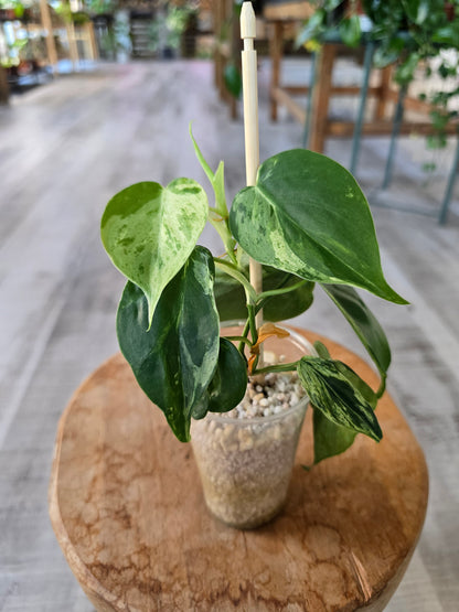 Philodendron hederaceum oxycardium variegata (JP)