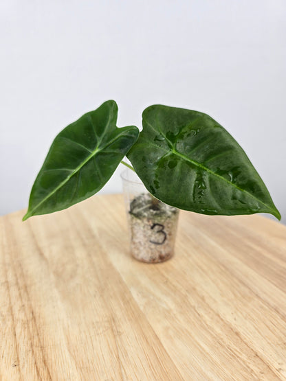 Alocasia Micholitziana Frydek (JP)