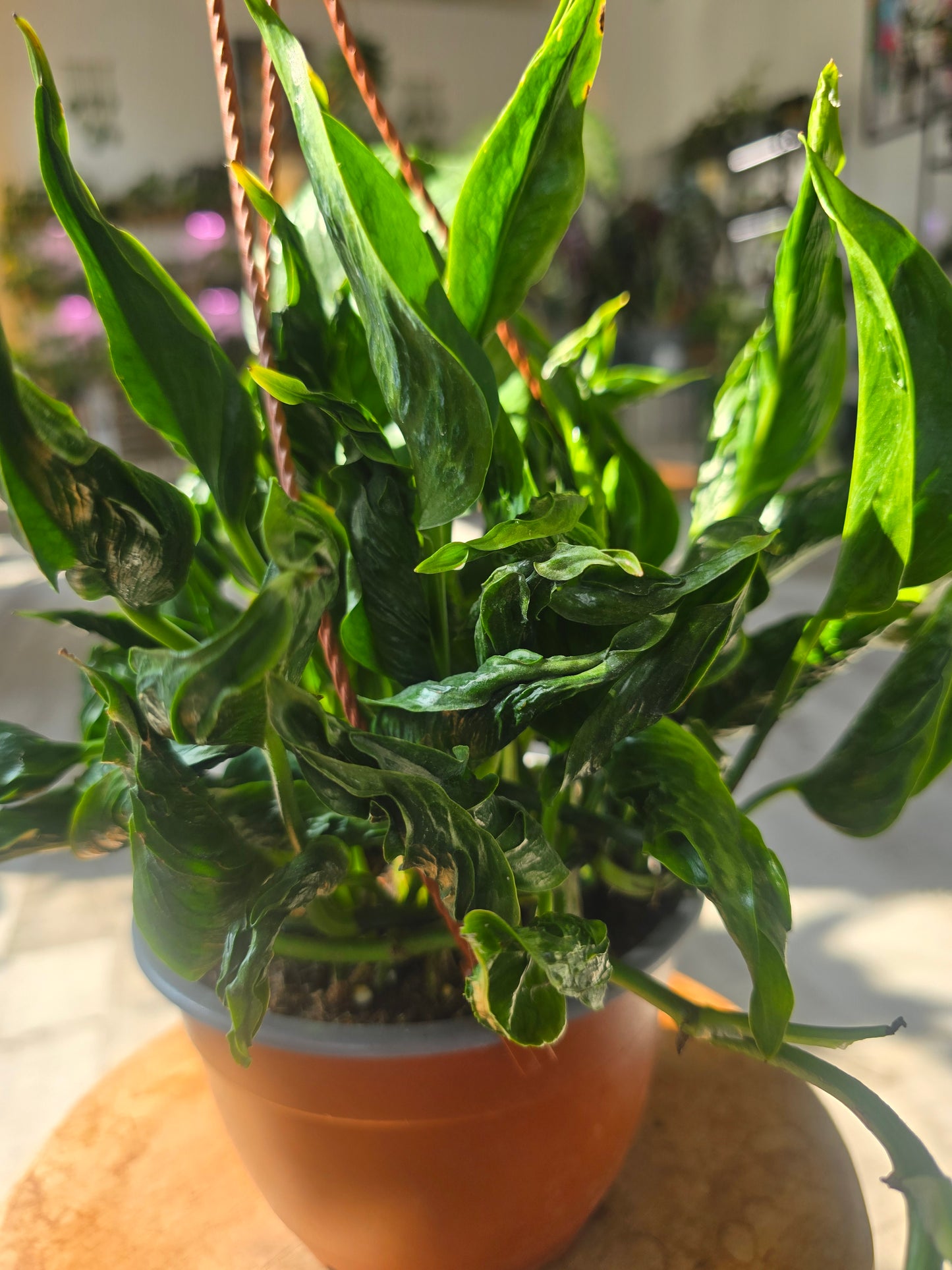 Epipremnum aureum Shangri La