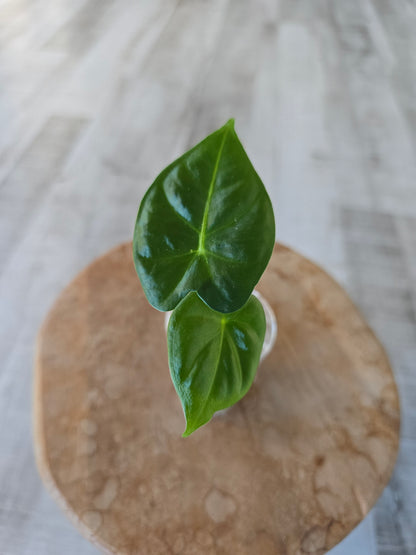 Alocasia Frydek (JP)