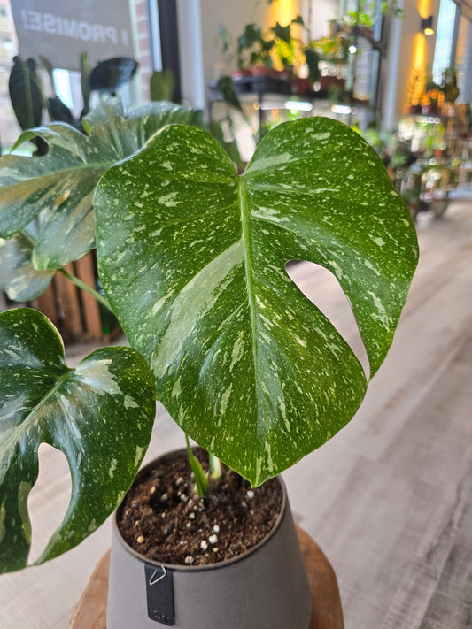 Monstera Thai Constellation 'M'
