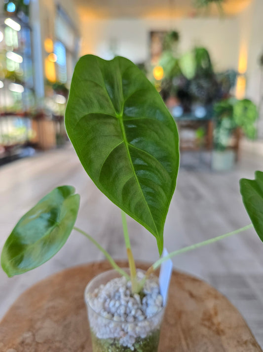 Alocasia Golden Bone (JP)