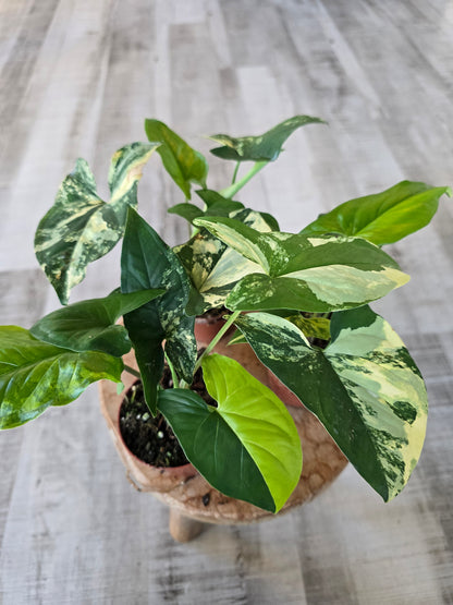 Syngonium Aurea