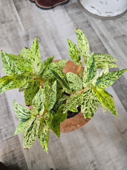 Pellionia repens variegata