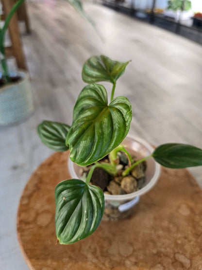 Philodendron Plowmanii (JP)
