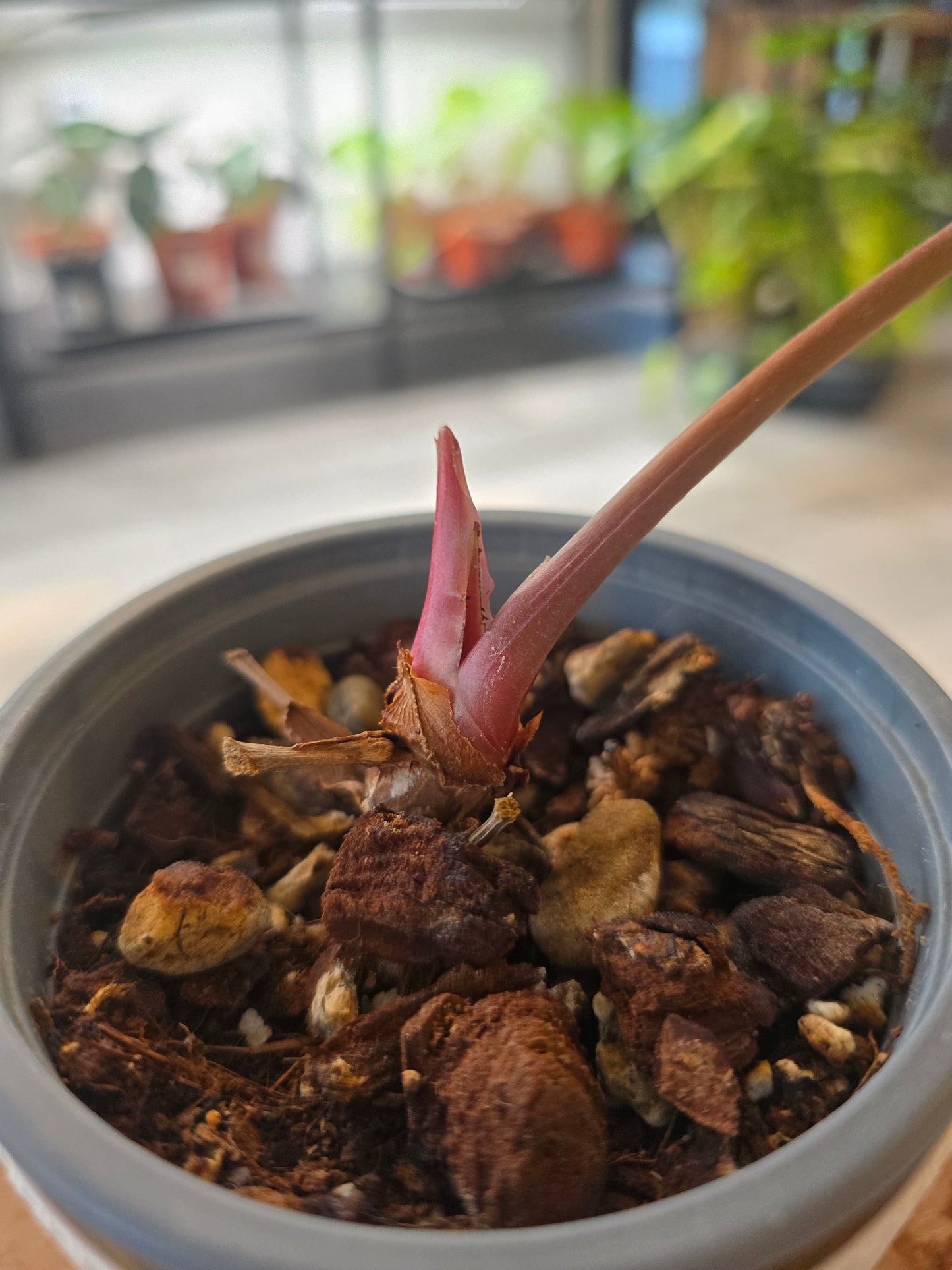 Anthurium Amazon Diamond