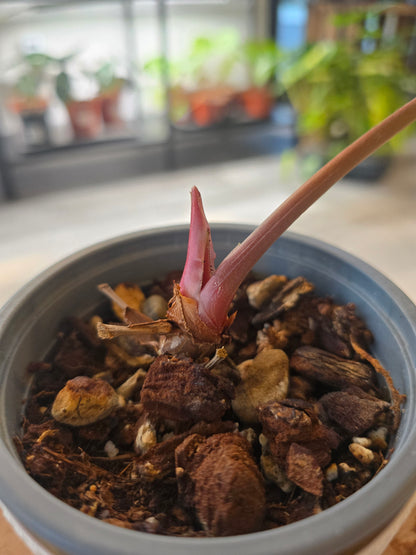 Anthurium Amazon Diamond