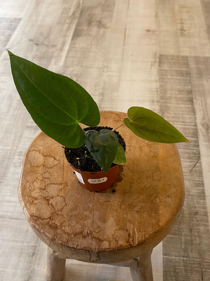 Anthurium papillilaminum x Dressleri (S3)