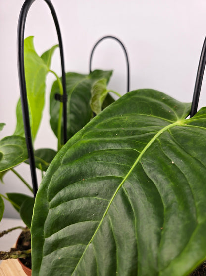 Anthurium Veitchii