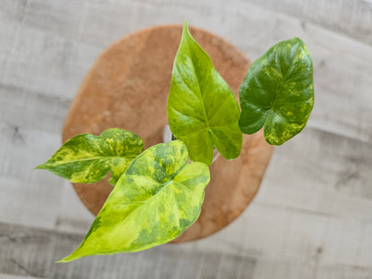 Alocasia Macrorrhiza aurea variegata (JP)