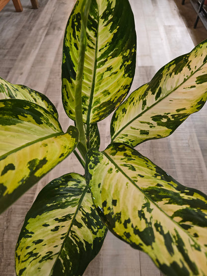 Dieffenbachia 'Yellow Star'