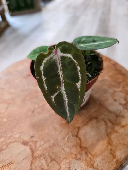Anthurium Zara x Michelle x Red Crystallinum