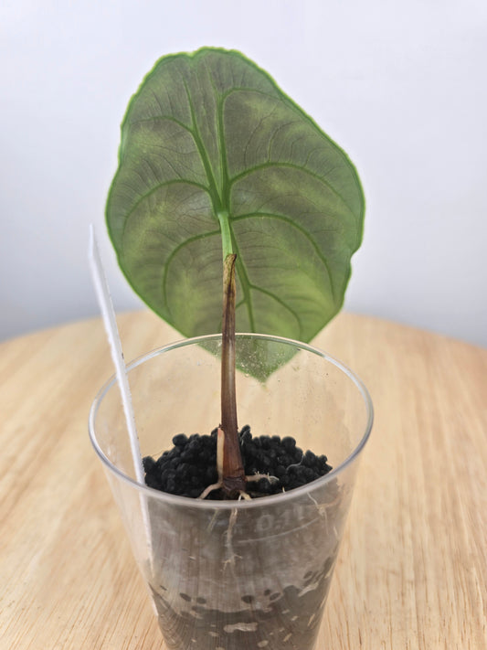 Alocasia Azlanii (JP)