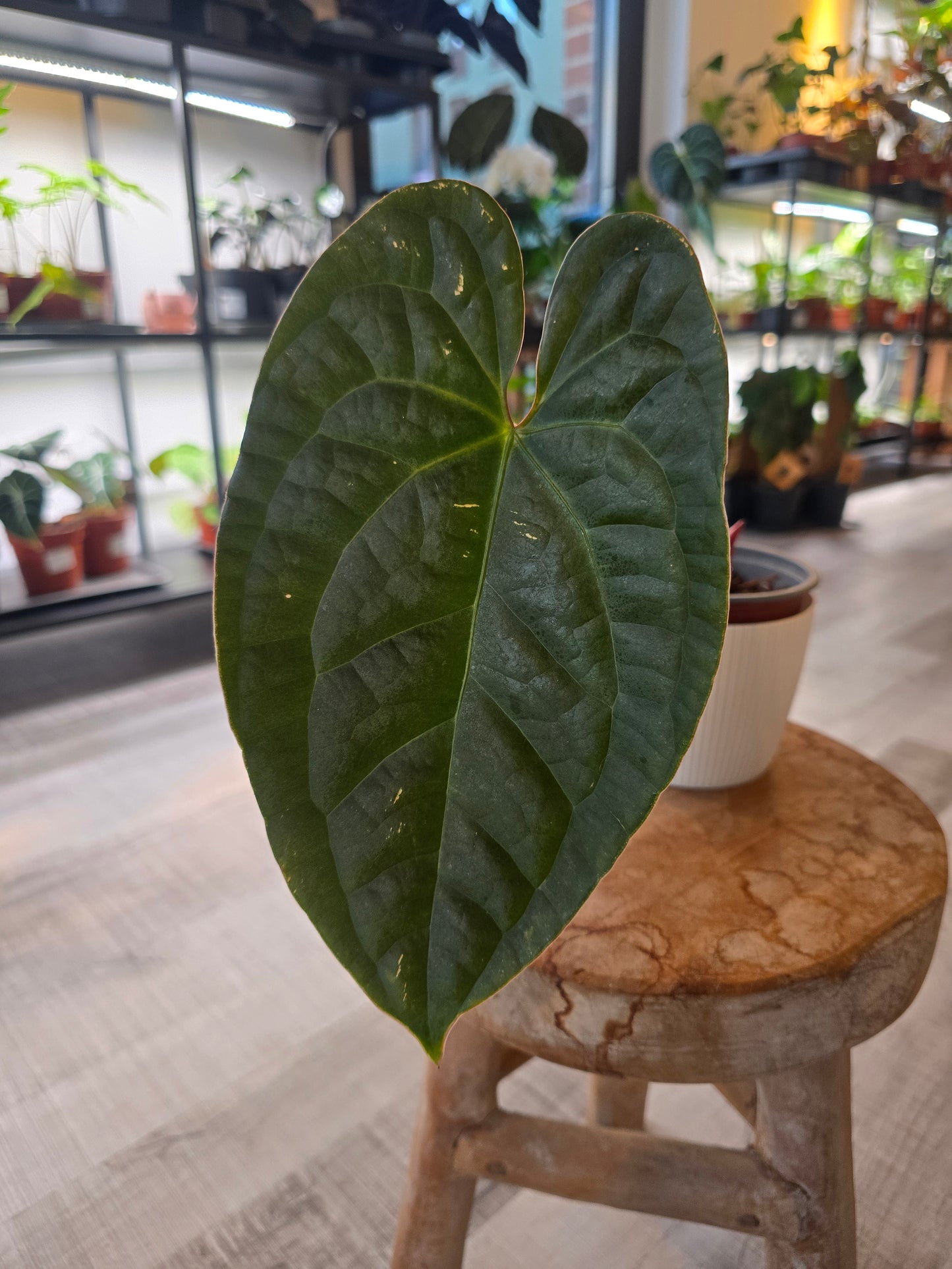 Anthurium Amazon Diamond