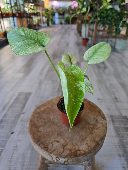 Monstera Deliciosa mint