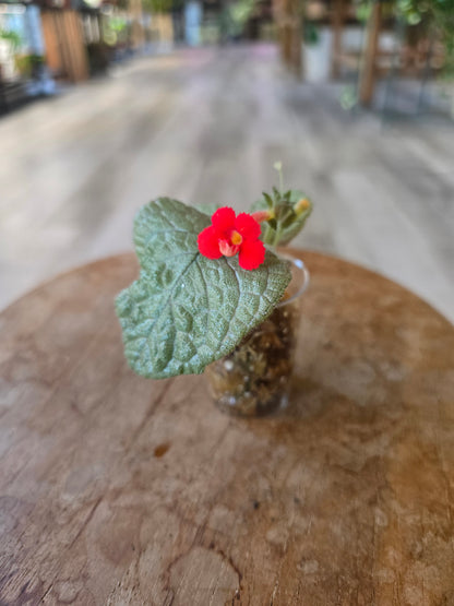 Episcia cuperata 'Tierra Plata'