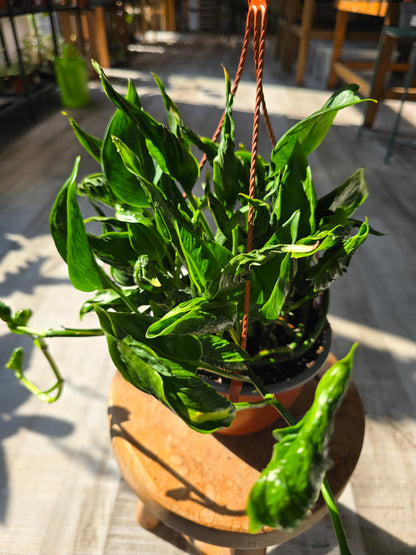 Epipremnum aureum Shangri La