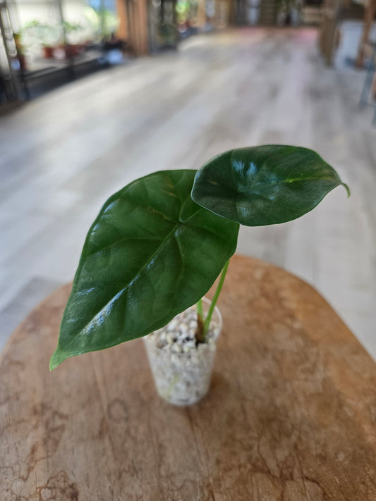 Alocasia Sinuata (JP)