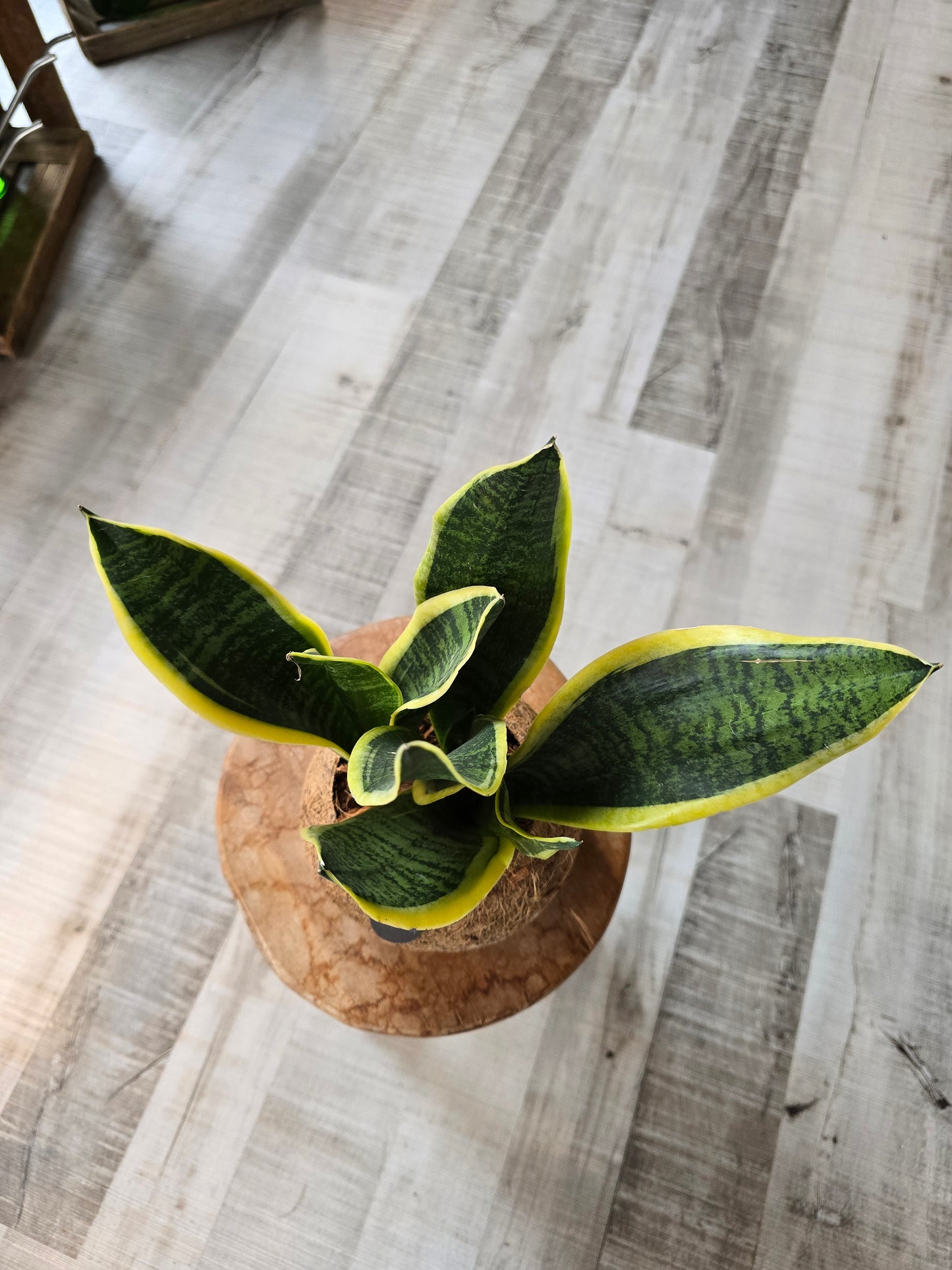 Sansevieria trifasciata