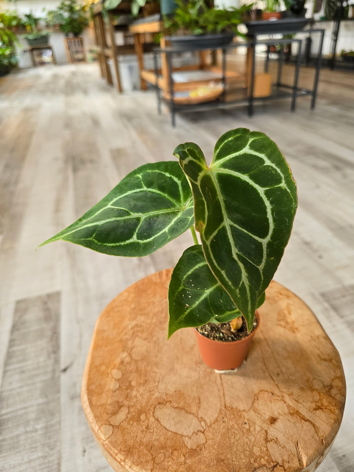 Anthurium Crystallinum