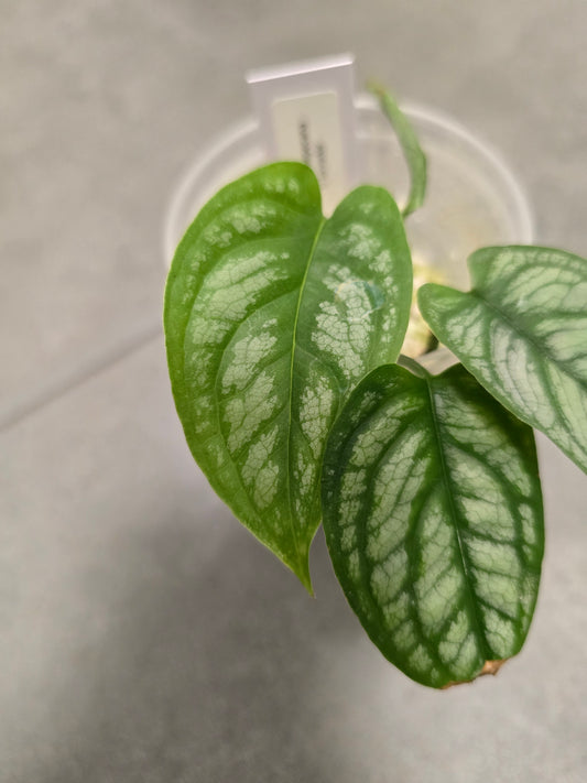 Monstera Siltepecana El Salvador (JP)