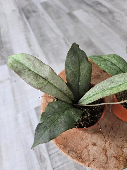 Hoya Mitrata silver