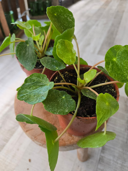 Pilea peperomioides 'Sugar'