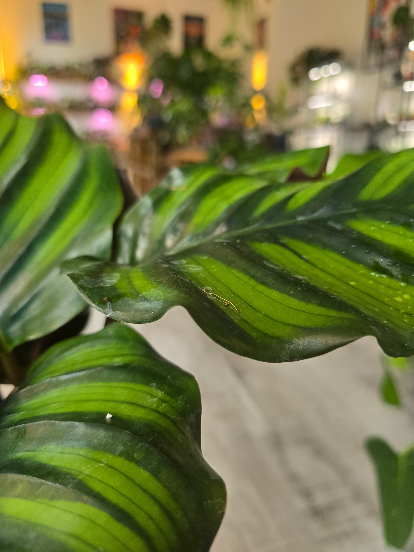 Calathea Fasciata