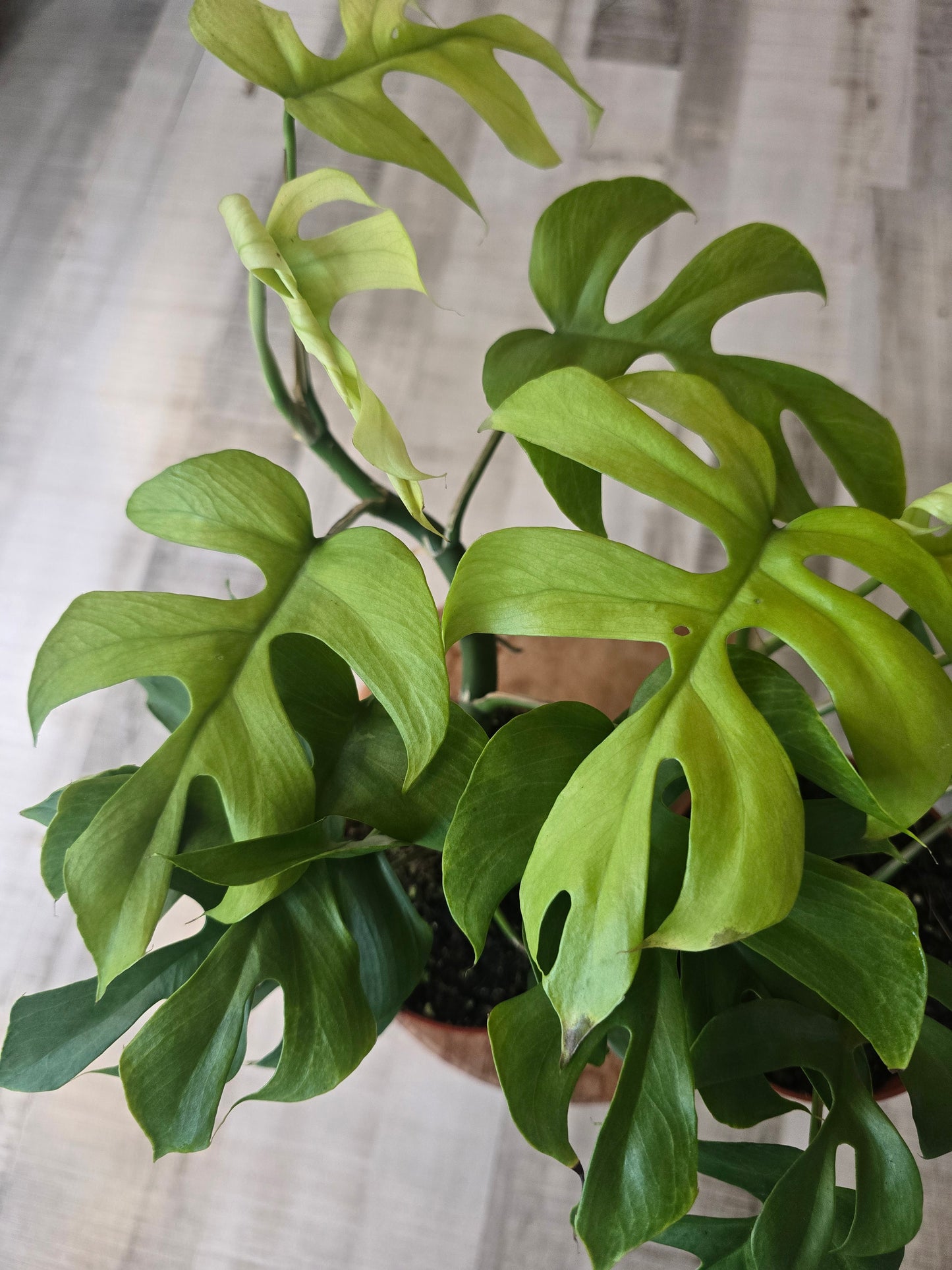 Rhaphidophora tetrasperma 'GoldRush'