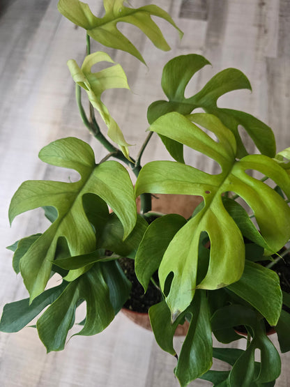 Rhaphidophora tetrasperma 'GoldRush'