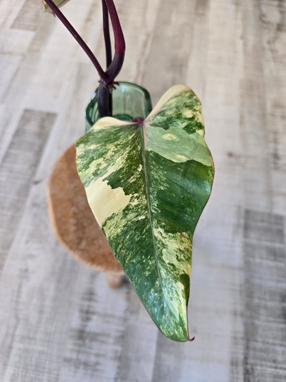 Philodendron Strawberry Shake Cutting 2