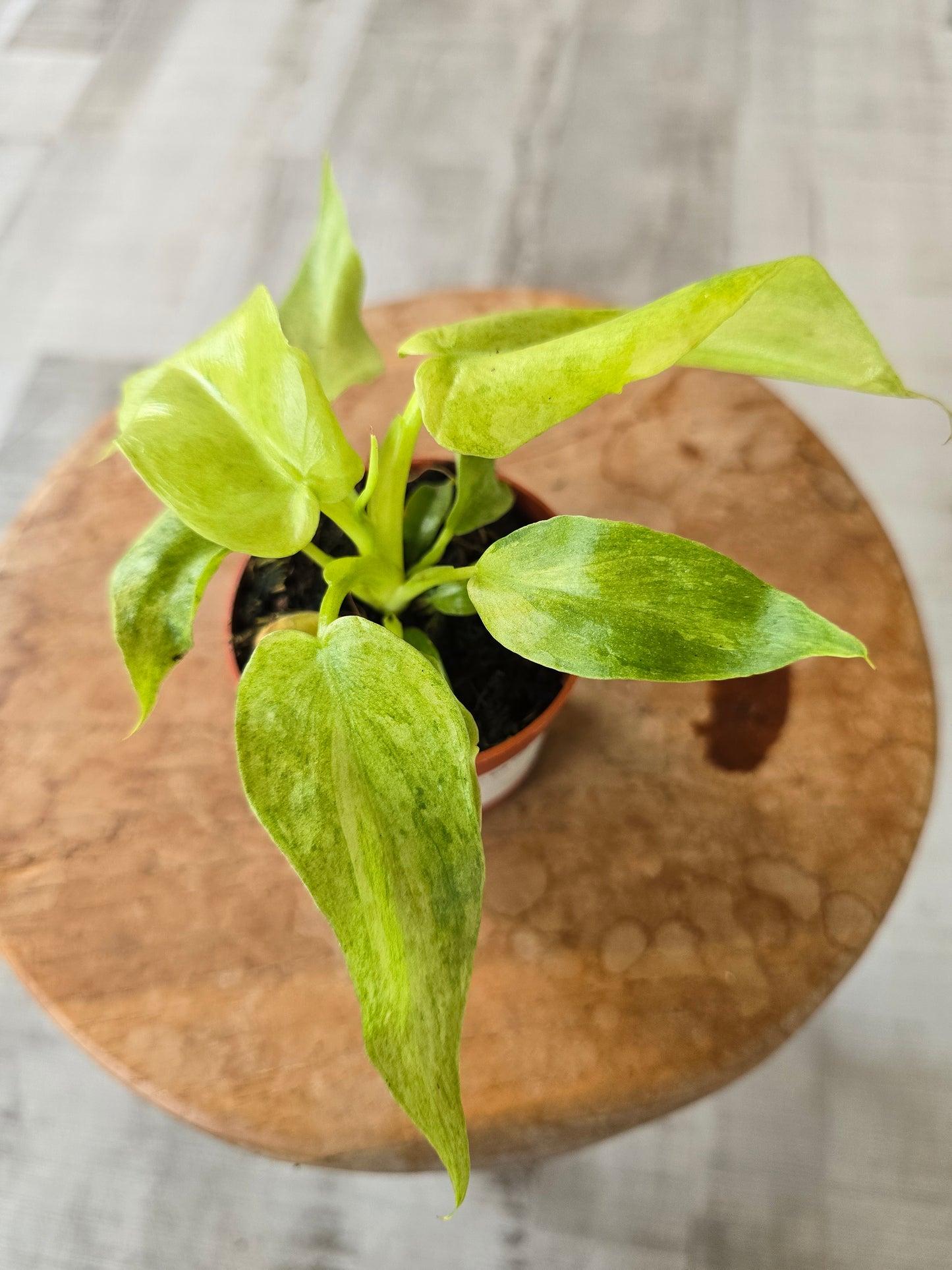 Philodendron Bob Cee 'mint variegata'