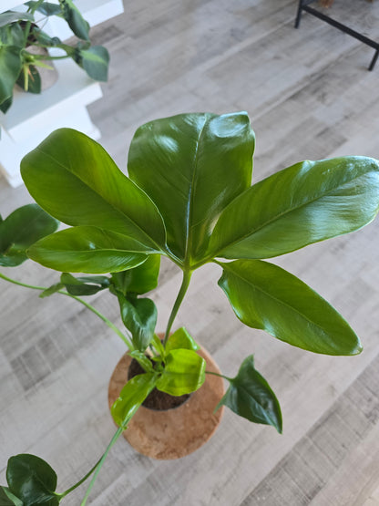 Philodendron ‘Fun Bun’