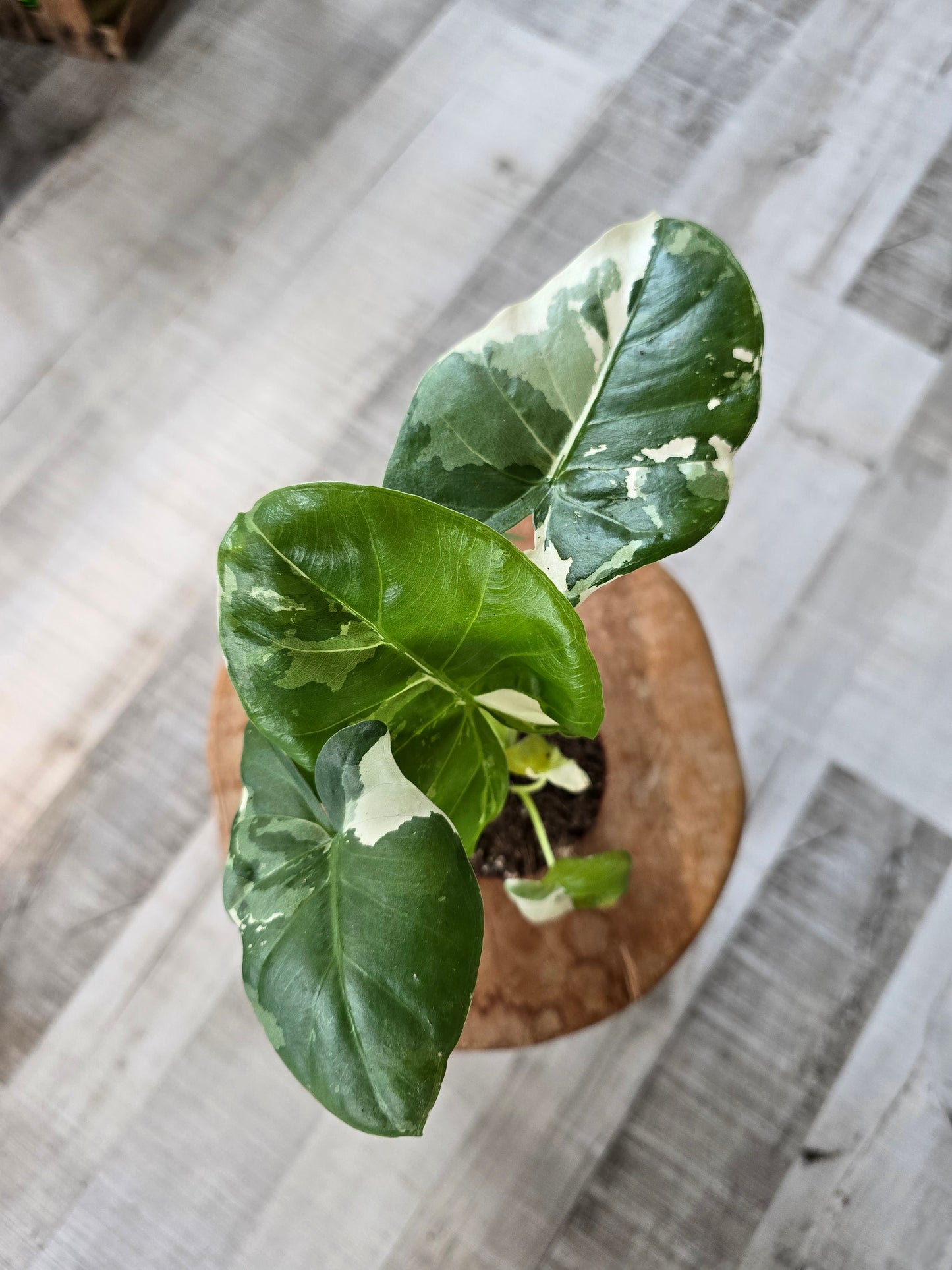 Alocasia Macrorrhiza albo variegata