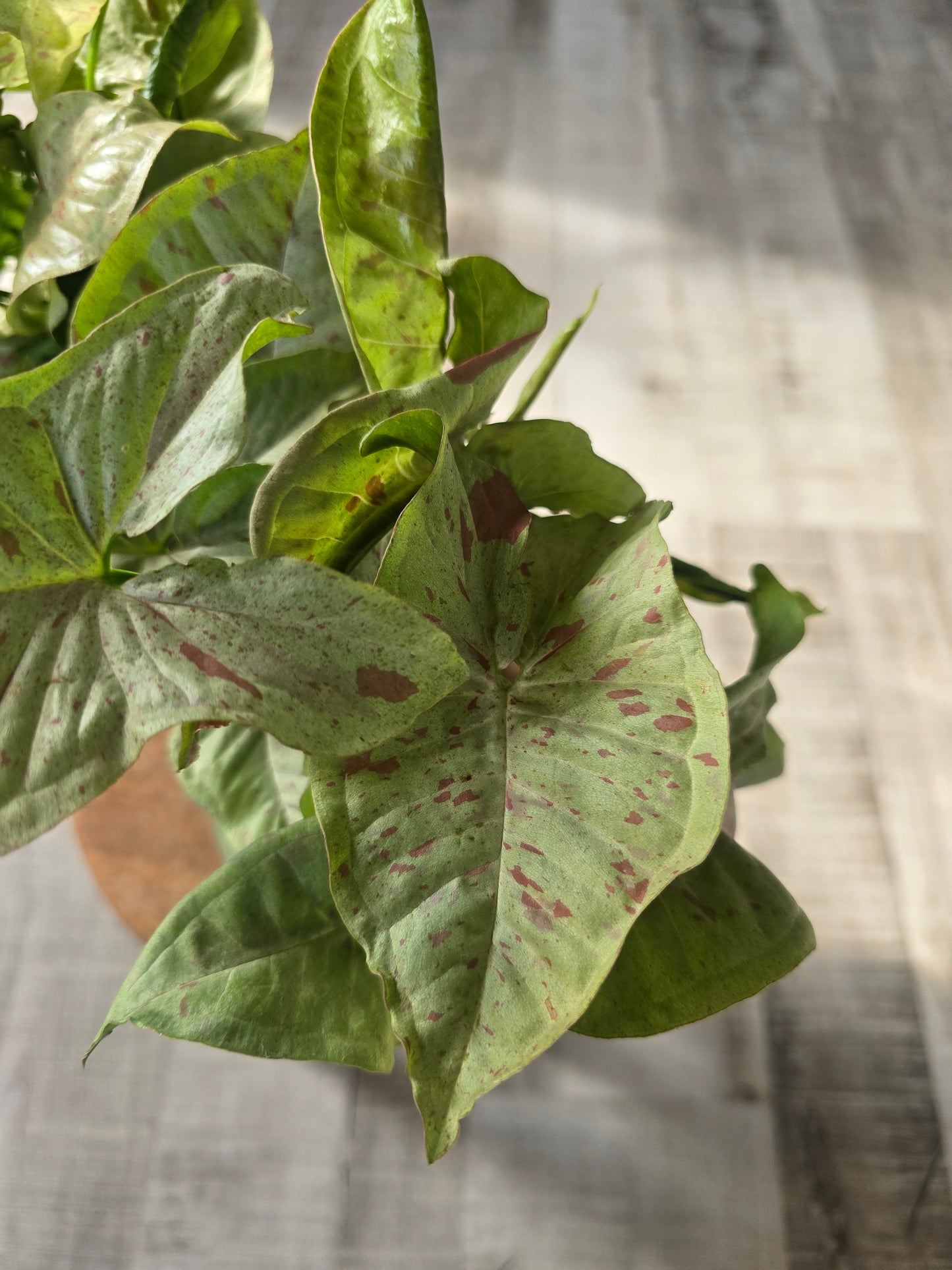 Syngonium « Confetti »