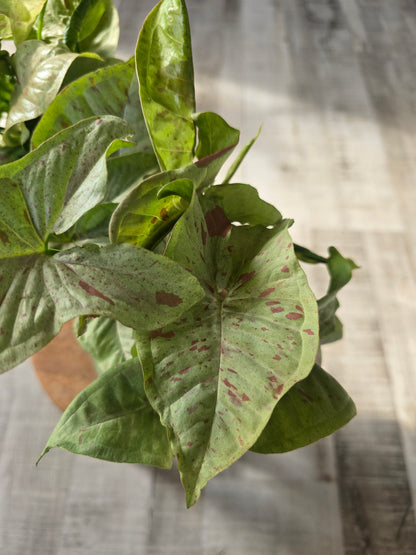 Syngonium « Confetti »