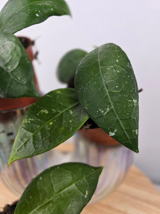 Hoya verticillata 'Lampung'