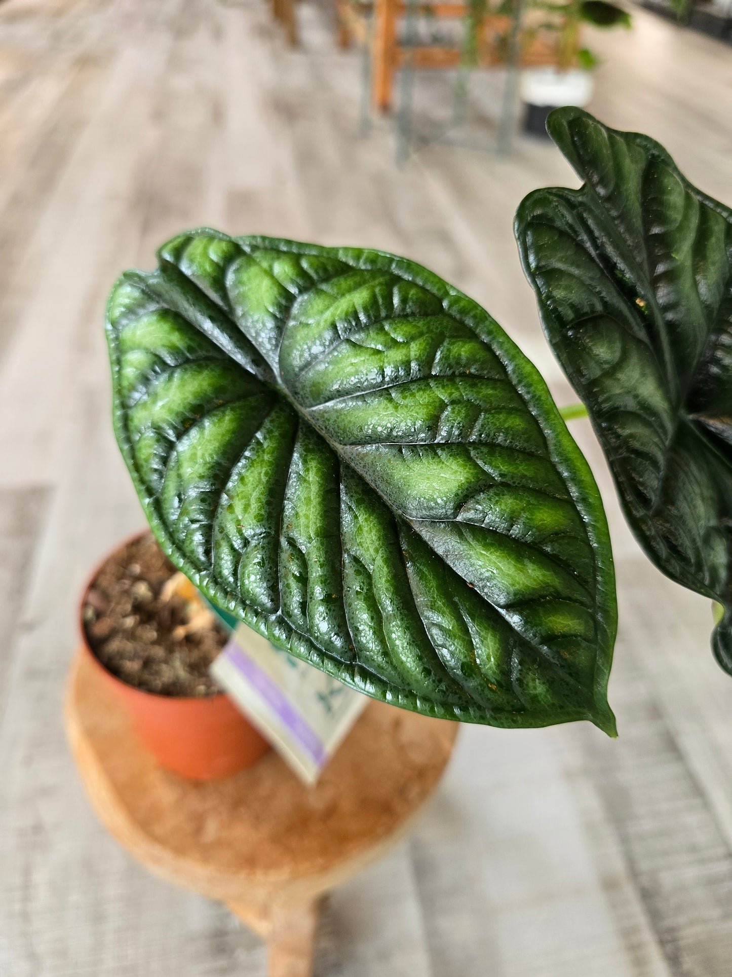 Alocasia Dragon Scale (SC)