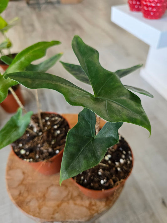 Alocasia nycteris 'Bat Wing'