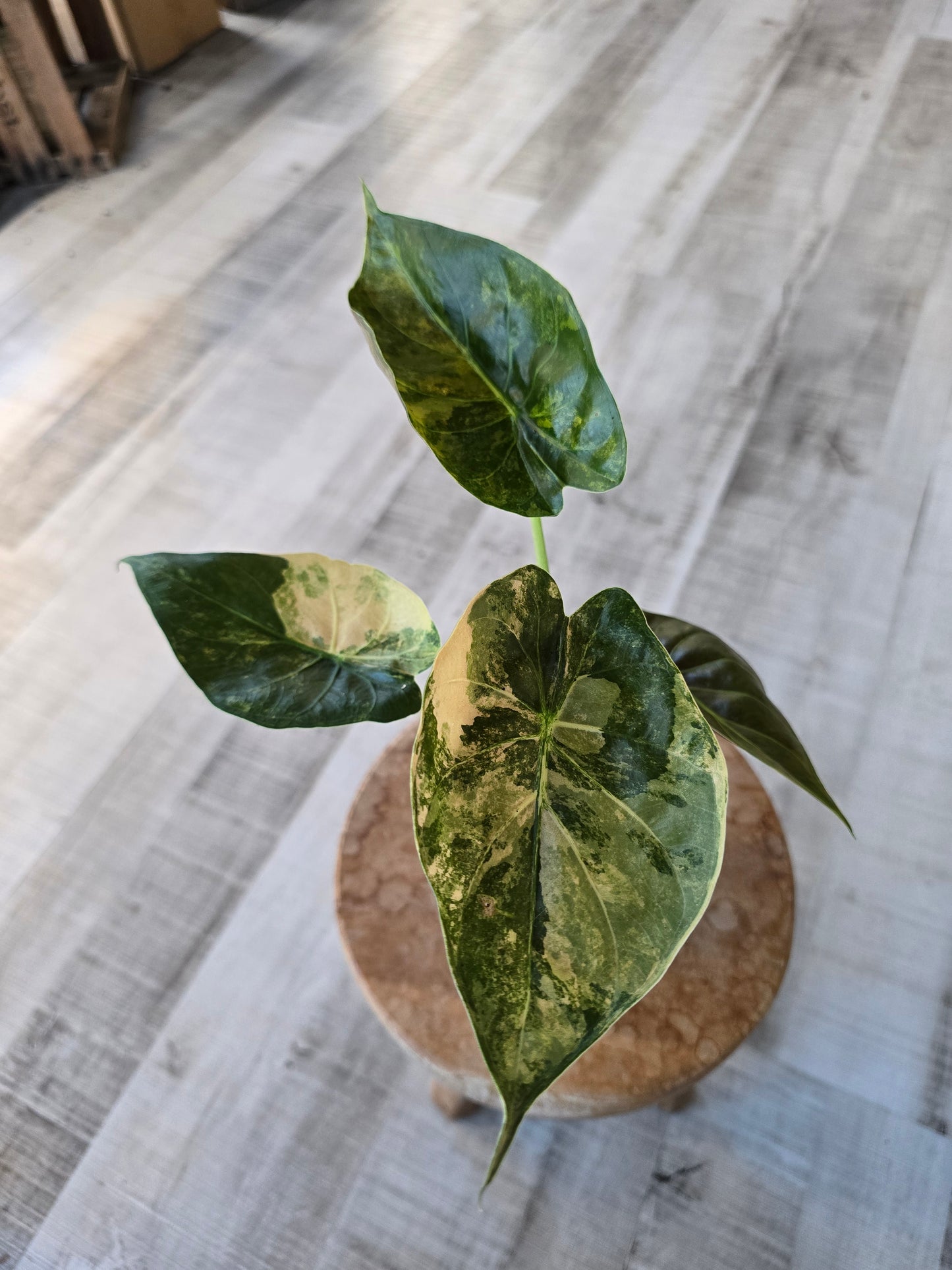 Alocasia wentii 'Aurea variegata'