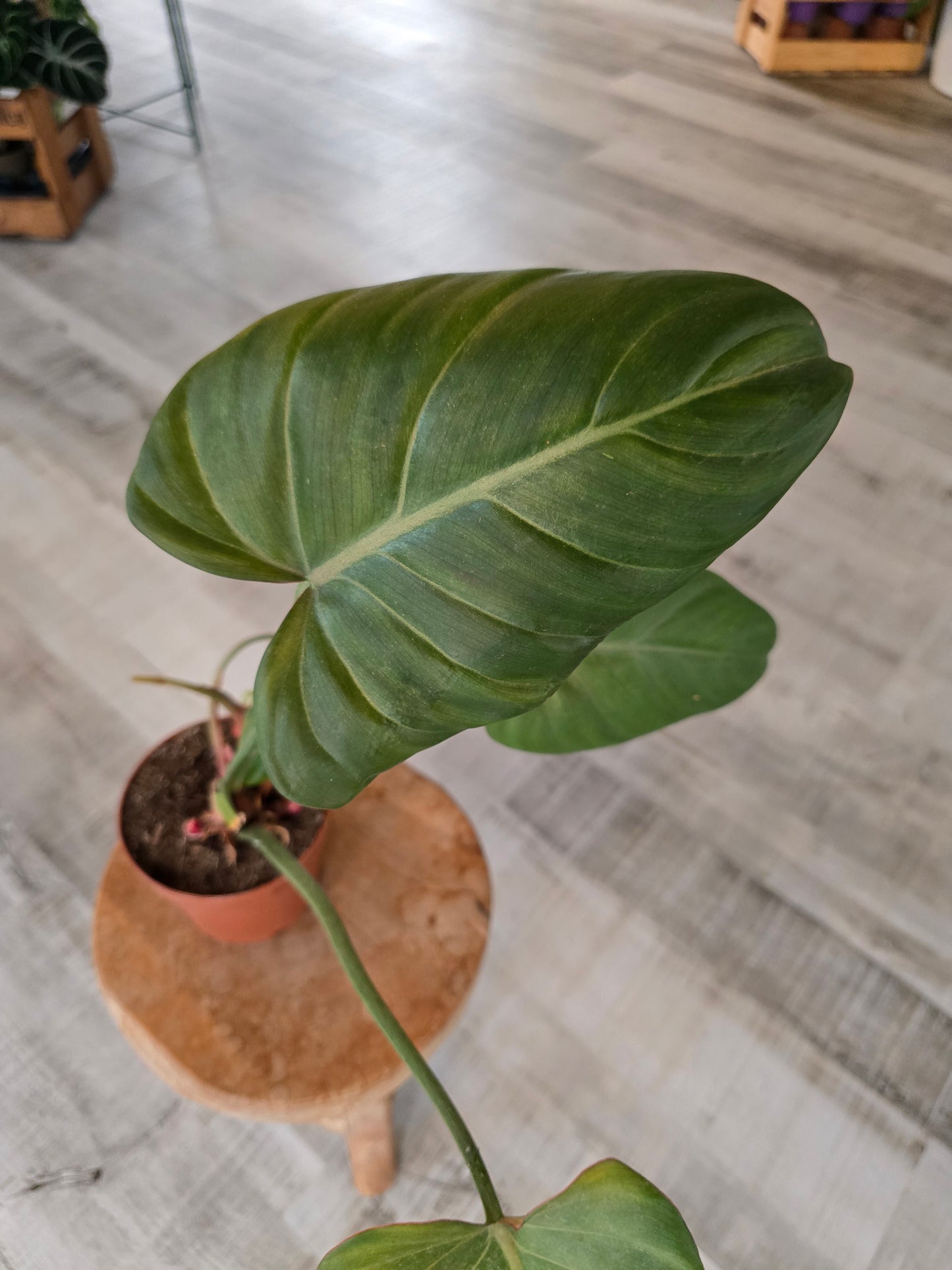 Philodendron Summer Glory (SC)