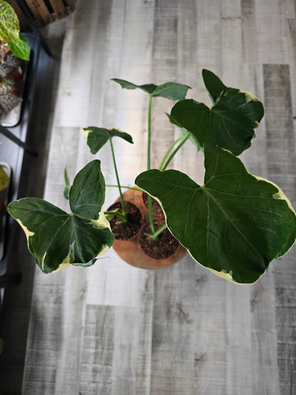 Xanthosoma sagittifolium Mickey Mouse