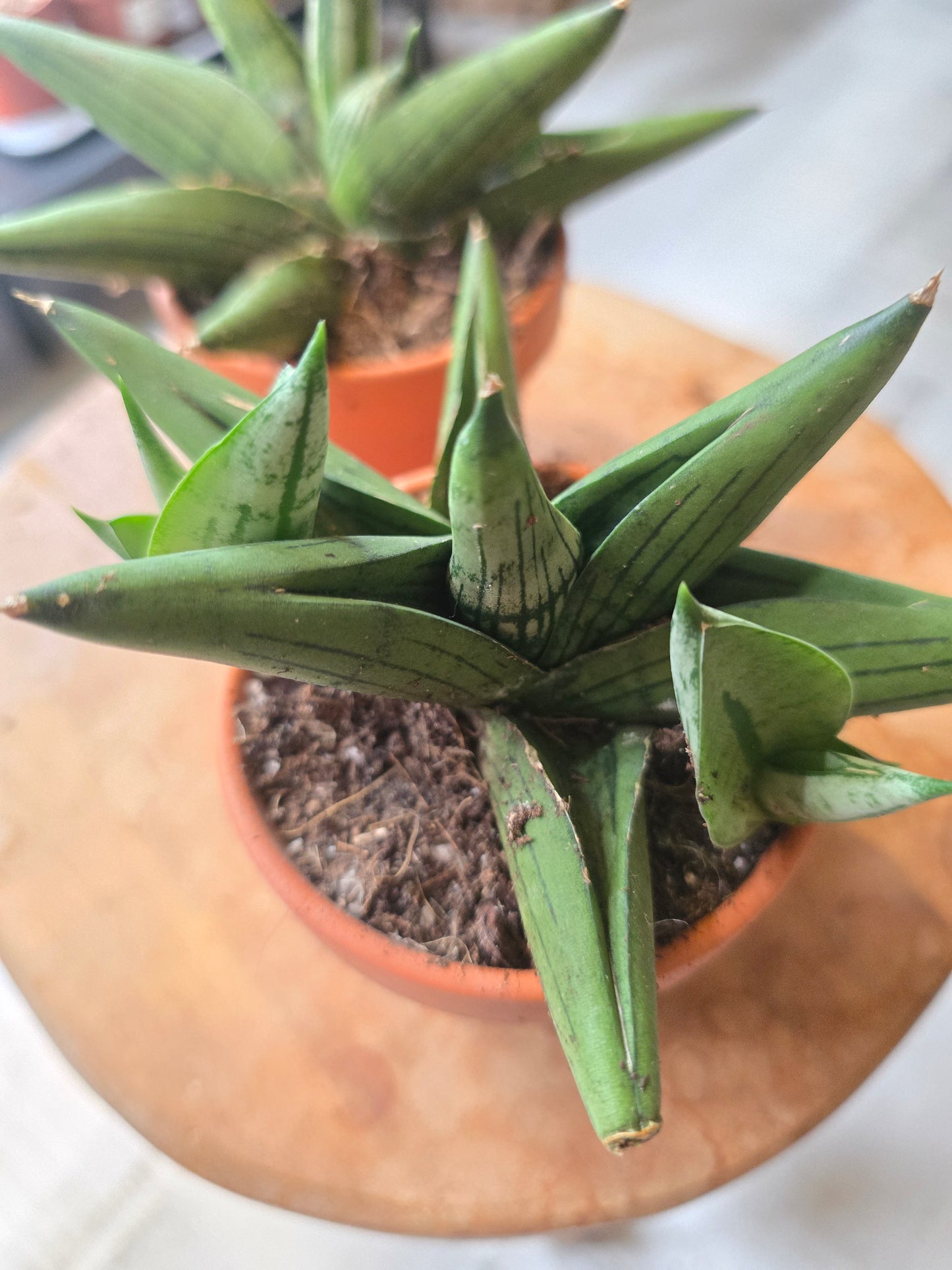 Sansevieria Rookie