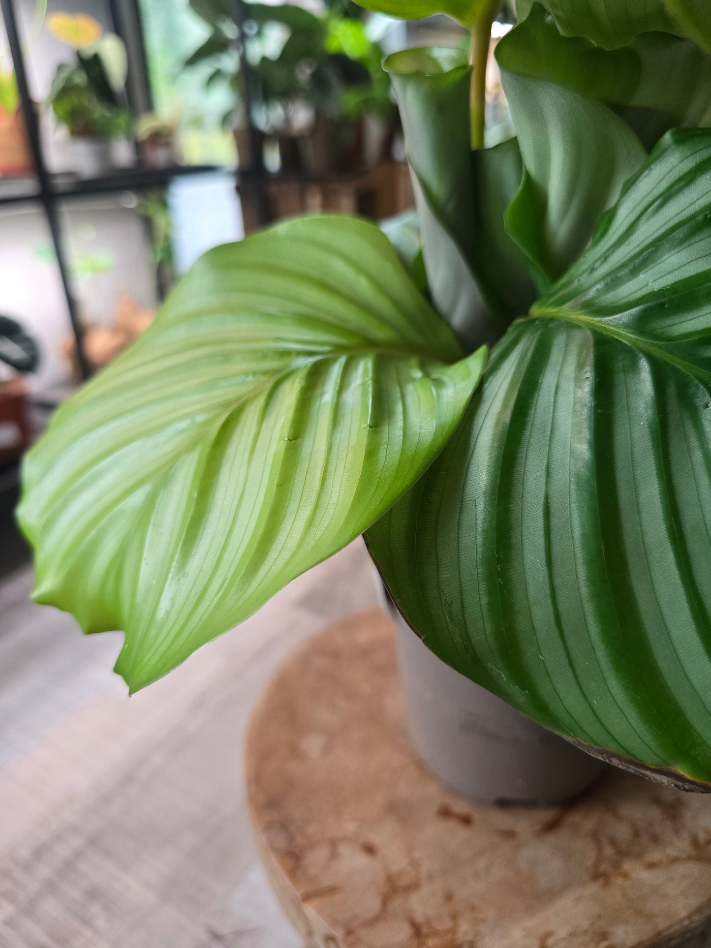 Calathea Orbifolia