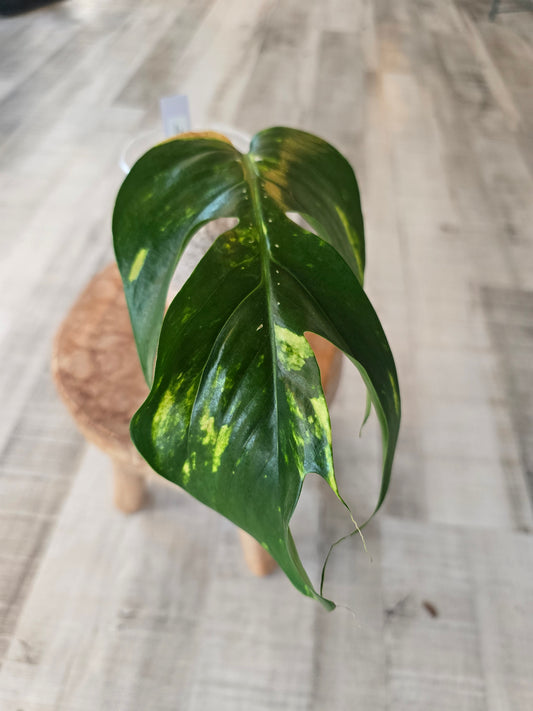 Epipremnum Pinnatum Cintho Goldfinger (RC)