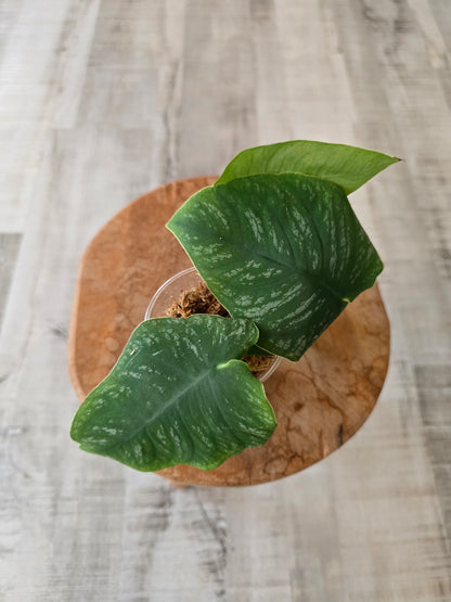 Monstera dubia (RC)